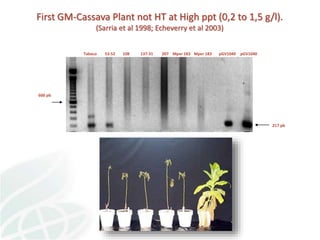 Status of Cassava Genetic Transformation at CIAT. 