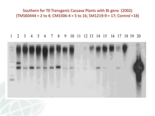 Status of Cassava Genetic Transformation at CIAT. 