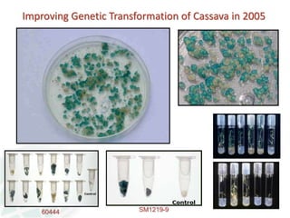 Status of Cassava Genetic Transformation at CIAT. 