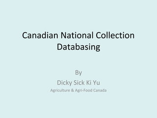 Canadian National Collection
Databasing
By
Dicky Sick Ki Yu
Agriculture & Agri-Food Canada

 