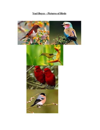 Yuel Boyce – Pictures of Birds
 