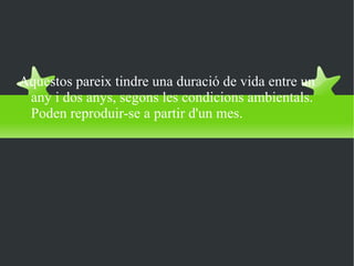 Temps de vida Aquestos pareix tindre una duració de vida entre un any i dos anys, segons les condicions ambientals. Poden reproduir-se a partir d'un mes.  