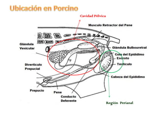 Cavidad Pélvica
Región Perianal
 