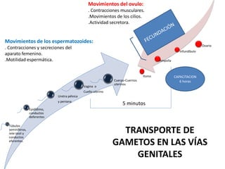 TRANSPORTE DE
GAMETOS EN LAS VÍAS
GENITALES
Túbulos
seminíferos,
rete testi y
conductos
eferentes.
Epidídimo,
conductos
deferentes
Uretra pélvica
y peniana
Vagina o
Cuello uterino
Cuerpo-Cuernos
uterinos
Itsmo
Ampolla
Infundíbulo
Ovario
5 minutos
CAPACITACION
6 horas
Movimientos de los espermatozoides:
. Contracciones y secreciones del
aparato femenino.
.Motilidad espermática.
Movimientos del ovulo:
. Contracciones musculares.
.Movimientos de los cilios.
.Actividad secretora.
 