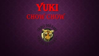 YUKI
Chow Chow
 