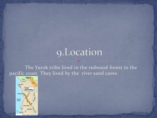 The Yurok tribe lived in the redwood forest in the
pacific coast. They lived by the river sand caves.
 