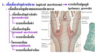 1. เนื้อเยื่อเจริญส่วนปลาย (apical meristem)
- เนื้อเยื่อเจริญปลายยอดและปลายราก
การเติบโตปฐมภูมิ
(primary growth)
เนื้อเยื่อเจริญกาเนิดผิว
(protoderm)
ระบบเนื้อเยื่อผิว
เนื้อเยื่อเจริญพื้น
(ground meristem)
ระบบเนื้อเยื่อพื้น
โพรแคมเบียม
(procambium)
ระบบเนื้อเยื่อลาเลียง
 