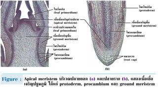 Figure : Apical meristem บริเวณปลายยอด (a) และปลายราก (b), แสดงเนื้อเยื่อ
เจริญปฐมภูมิ ได้แก่ protoderm, procambium และ ground meristem
 