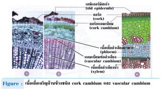 คอร์ก
(cork)
เอพิเดอร์มิสเก่า
(old epidermis)
คอร์กแคมเบียม
(cork cambium)
เนื้อเยื่อลาเลียงน้า
(xylem)
เนื้อเยื่อลาเลียงอาหาร
(phloem)
แคมเบียมท่อลาเลียง
(vascular cambium)
Figure : เนื้อเยื่อเจริญด้านข้างชนิด cork cambium และ vascular cambium
 