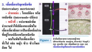 Figure : ลาต้นตัดตามขวางของหญ้าขน
(Brachiaria mutica (Forsk) Stapf.)
(ก) แนวตัด (ข) เนื้อเยื่อถาวร และ (ค)
เนื้อเยื่อเจริญที่พบบริเวณเหนือปล้อง
3. เนื้อเยื่อเจริญเหนือข้อ
(intercalary meristem)
- ตาแหน่ง : โคนปล้อง หรือ
เหนือข้อ (internode-ปล้อง)
- หน้าที่ : แบ่งเซลล์เพิ่ม
จานวนทาให้ปล้องของพืชใบ
เลี้ยงเดี่ยวยืดยาวเป็นเนื้อเยื่อส่วน
ที่อยู่โคนปล้องหรือเหนือข้อ
- พบในพืชใบเลี้ยงเดี่ยว
ทั่วไป เช่น หญ้า ข้าว ข้าวโพด
อ้อย ไผ่
 