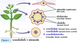 ระบบเนื้อเยื่อท่อลาเลียง
(vascular tissue system)
เอพิเดอร์มิส (epidermis)
หรือ Cork
เนื้อเยื่อลาเลียง
(vascular tissue)
เนื้อเยื่อพื้น
(ground tissue)
ระบบเนื้อเยื่อพื้น (ground tissue system)
ระบบเนื้อเยื่อผิว (dermal tissue system)
Figure : ระบบเนื้อเยื่อทั้ง 3 ชนิดของพืช
 
