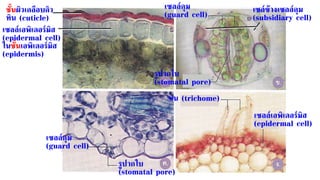 เซล์ข้างเซลล์คุม
(subsidiary cell)
ชั้นผิวเคลือบคิว
ทิน (cuticle)
เซลล์เอพิเดอร์มิส
(epidermal cell)
ในชั้นเอพิเดอร์มิส
(epidermis)
เซลล์คุม
(guard cell)
เซลล์คุม
(guard cell)
รูปากใบ
(stomatal pore)
รูปากใบ
(stomatal pore)
เซลล์เอพิเดอร์มิส
(epidermal cell)
ขน (trichome)
 
