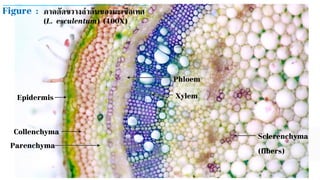 Xylem
Parenchyma
Collenchyma
Epidermis
Sclerenchyma
(fibers)
Phloem
Figure : ภาคตัดขวางลาต้นของมะเขือเทศ
(L. esculentum) (100X)
 