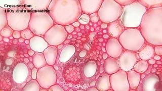 Cross-section
100x ลาต้นหญ้ามาเลเซีย
 