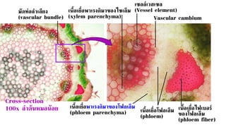 มัดท่อลาเลียง
(vascular bundle)
เนื้อเยื่อพาเรงคิมาของไซเล็ม
(xylem parenchyma)
เซลล์เวสเซล
(Vessel element)
Vascular cambium
เนื้อเยื่อพาเรงคิมาของโฟลเอ็ม
(phloem parenchyma) เนื้อเยื่อโฟลเอ็ม
(phloem)
เนื้อเยื่อไฟเบอร์
ของโฟลเอ็ม
(phloem fiber)
Cross-section
100x ลาต้นหมอน้อย
 