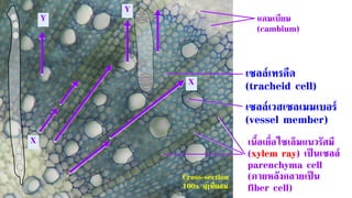 Cross-section
100x ฤๅษีผสม
เซลล์เทรคีด
(tracheid cell)
เซลล์เวสเซลเมมเบอร์
(vessel member)
แคมเบียม
(cambium)
เนื้อเยื่อไซเล็มแนวรัศมี
(xylem ray) เป็นเซลล์
parenchyma cell
(ภายหลังกลายเป็น
fiber cell)
Y
Y
X
X
 