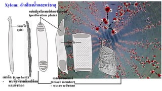 เทรคีด (tracheid)
- พบทั้งพืชเมล็ดเปลือย
และพืชดอก
 