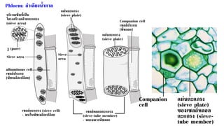 แผ่นตะแกรง
(sieve plate)
ของเซลล์หลอด
ตะแกรง (sieve-
tube member)
Companion
cell
 