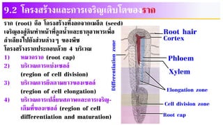 9.2 โครงสร้างและการเจริญเติบโตของราก
ราก (root) คือ โครงสร้างที่งอกจากเมล็ด (seed)
เจริญลงสู่ดินทาหน้าที่ดูดน้าและธาตุอาหารเพื่อ
ลาเลียงไปยังส่วนต่างๆ ของพืช
โครงสร้างรากประกอบด้วย 4 บริเวณ
1) หมวกราก (root cap)
2) บริเวณการแบ่งเซลล์
(region of cell division)
3) บริเวณการยึดตามยาวของเซลล์
(region of cell elongation)
4) บริเวณการเปลี่ยนสภาพและการเจริญ-
เต็มที่ของเซลล์ (region of cell
differentiation and maturation)
Xylem
Phloem
Root hair
Cortex
Differentiation
zone
Elongation zone
Cell division zone
Root cap
 