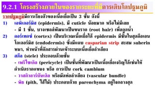 9.2.1 โครงสร้างภายในของรากระยะที่มีการเติบโตปฐมภูมิ
รากปฐมภูมิมีการเรียงตัวของเนื้อเยื่อเป็น 3 ชั้น ดังนี้
1) เอพิเดอร์มิส (epidermis), มี cuticle น้อยมาก หรือไม่มีเลย
- มี 1 ชั้น, บางเซลล์พัฒนาเป็นขนราก (root hair) เพื่อดูดน้า
2) คอร์เทกซ์ (cortex) เป็นบริเวณเนื้อเยื่อใต้ epidermis มีชั้นในสุดคือเอน
โดเดอร์มิส (endodermis) ซึ่งมีแถบ casparian strip สะสม suberin
หนา, ทาหน้าที่คัดสารผ่านเข้าระบบเนื้อเยื่อลาเลียง
3) สตีล (stele) ประกอบด้วยชั้น
- เพริไซเคิล (pericycle) เป็นชั้นที่พัฒนาเป็นเนื้อเยื่อเจริญได้เช่นให้
กาเนิดรากแขนง หรือ การเป็น cork cambium
- วาสคิวลาร์บันเดิล หรือมัดท่อลาเลียง (vascular bundle)
- พิธ (pith, ไส้ไม้) ประกอบด้วย parenchyma อยู่ใจกลางสุด
 