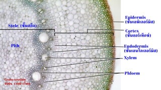 Cross-section
400x รากข้าวโพด
Endodermis
(ชั้นเอนโดเดอร์มิส)
Cortex
(ชั้นคอร์เท็กซ์)
Epidermis
(ชั้นเอพิเดอร์มิส)
Xylem
Phloem
Pith
Stele (ชั้นสตีล)
 