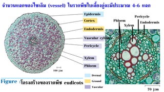 70 m
Endodermis
Pericycle
Xylem
Phloem
Vascular cylinder
Epidermis
Cortex
100 m
Endodermis
Pericycle
Xylem
Phloem
โครงสร้างของรากพืช eudicots
Dermal
Vascular
Ground
จานวนแฉกของไซเล็ม (vessel) ในรากพืชใบเลี้ยงคู่จะมีประมาณ 4-6 แฉก
Figure :
 