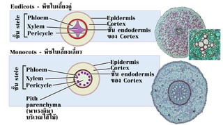 Epidermis
Cortex
ชั้น endodermis
ของ Cortex
Pericycle
Xylem
Phloem
ชั
้
น
stele
Eudicots - พืชใบเลี้ยงคู่
Epidermis
Cortex
ชั้น endodermis
ของ Cortex
Pericycle
Xylem
Phloem
ชั
้
น
stele
Pith
parenchyma
(พาเรงคิมา
บริเวณไส้ไม้)
Monocots - พืชใบเลี้ยงเดี่ยว
 