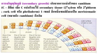 การเจริญทุติยภูมิ (secondary growth) เกิดจากการแบ่งตัวของ cambium
(C - สีส้ม) เมื่อ C แบ่งตัวจะได้ secondary tissue (20xylem หรือ 20phloem
; cork cell หรือ phelloderm) 1 เซลล์ อีกหนึ่งเซลล์ยังคงเป็น meristematic
cell (หมายถึง cambium) ดังเดิม
 