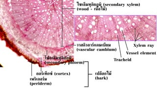 ไซเล็มทุติยภูมิ (secondary xylem)
(wood - เนื้อไม้)
วาสคิวลาร์แคมเบียม
(vascular cambium)
โฟลเอ็มทุติยภูมิ
(secondary phloem)
คอร์เท็กซ์ (cortex)
เพริเดอร์ม
(periderm)
เปลือกไม้
(bark)
Vessel element
Tracheid
Xylem ray
 