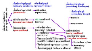 เนื
้
อ
เยื
่
อ
เจริ
ญ
ปลายราก
(root
apical
meristem)
เนื้อเยื่อเจริญกาเนิดผิว
(protoderm)
เนื้อเยื่อเจริญพื้น
(ground meristem)
โพรแคมเบียม
(procambium)
เอพิเดอร์มิส
(epidermis)
บริเวณคอร์เทกซ์
(cortex)
วงเนื้อเยื่อลาเลียง
(vascular cylinder)
วงเพริไซเคิล
(pericycle)
โพรแคมเบียมที่ยังไม่กลายสภาพ
(undifferentiated procambium)
โฟลเอ็มปฐมภูมิ (primary phloem)
ไซเล็มปฐมภูมิ (primary xylem)
คอร์กแคมเบียม
(cork cambium)
แคมเบียมท่อลาเลียง
(vascular cambium)
Secondary
phloem
Secondary xylem
Phellem
Phelloderm
เนื้อเยื่อเจริญปฐมภูมิ
(primary meristem)
เนื้อเยื่อปฐมภูมิ
(primary tissue)
เนื้อเยื่อเจริญทุติยภูมิ
(secondary meristem)
เนื้อเยื่อทุติยภูมิ
(secondary tissue)
 