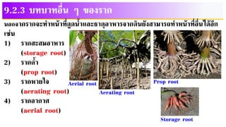 9.2.3 บทบาทอื่น ๆ ของราก
นอกจากรากจะทาหน้าที่ดูดน้าและธาตุอาหารจากดินยังสามารถทาหน้าที่อื่นได้อีก
เช่น
1) รากสะสมอาหาร
(storage root)
2) รากค้า
(prop root)
3) รากหายใจ
(aerating root)
4) รากอากาศ
(aerial root)
Prop root
Aerating root
Aerial root
Storage root
 
