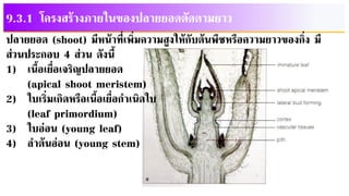 9.3.1 โครงสร้างภายในของปลายยอดตัดตามยาว
ปลายยอด (shoot) มีหน้าที่เพิ่มความสูงให้กับต้นพืชหรือความยาวของกิ่ง มี
ส่วนประกอบ 4 ส่วน ดังนี้
1) เนื้อเยื่อเจริญปลายยอด
(apical shoot meristem)
2) ใบเริ่มเกิดหรือเนื้อเยื่อกาเนิดใบ
(leaf primordium)
3) ใบอ่อน (young leaf)
4) ลาต้นอ่อน (young stem)
 