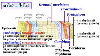 มาไง? – ไปไง?
Protoderm
Procambium
Ground meristem
Cambium
Periderm
2oXylem,
2ophloem
Epidermis
การเจริญปฐมภูมิ
(primary growth)
การเจริญทุติยภูมิ
(primary growth)
การเจริญปฐมภูมิ (primary growth)
คือ การเจริญที่เกิดจาก primary meristems
ได้ primary tissues (เนื้อเยื่อถาวรปฐมภูมิ)
การเจริญทุติยภูมิ (secondary growth)
คือ การเจริญที่เกิดจาก secondary meristems
ได้ secondary tissues
(เนื้อเยื่อถาวรทุติยภูมิ)
 
