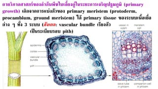 กายวิภาคศาสตร์ของลาต้นพืชใบเลี้ยงคู่ในระยะการเจริญปฐมภูมิ (primary
growth) เกิดจากการแบ่งตัวของ primary meristem (protoderm,
procambium, ground meristem) ได้ primary tissue ของระบบเนื้อเยื่อ
ต่าง ๆ ทั้ง 3 ระบบ (สังเกต: vascular bundle เรียงตัว
เป็นระเบียบรอบ pith)
 