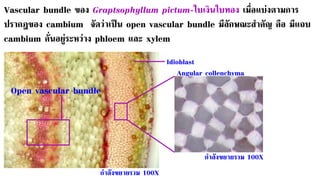 กาลังขยายรวม 100X
กาลังขยายรวม 100X
Angular collenchyma
Open vascular bundle
Idioblast
Vascular bundle ของ Graptsophyllum pictum-ใบเงินใบทอง เมื่อแบ่งตามการ
ปรากฎของ cambium จัดว่าเป็น open vascular bundle มีลักษณะสาคัญ คือ มีแถบ
cambium คั่นอยู่ระหว่าง phloem และ xylem
 