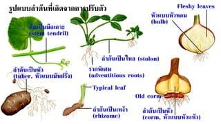 หัวแบบหัวหอม
(bulb)
ต้นเป็นมือเกาะ
(stem tendril)
Fleshy leaves
Typical leaf
ลาต้นเป็นหัว
(corm, หัวแบบหัวแห้ว)
Old corm
ลาต้นเป็นเหง้า
(rhizome)
ลาต้นเป็นหัว
(tuber, หัวแบบมันฝรั่ง)
รูปแบบลาต้นที่เกิดจากการปรับตัว
ลาต้นเป็นไหล (stolon)
รากพิเศษ
(adventitious roots)
 