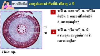 ก
ข
แบบฝึกหัด จากรูปแสดงลาต้นที่มีวงปีอายุ 2 ปี
วงปี ก. และ วงปี ข. วงปีใด
คือปีที่ 1 และวงปีใดคือปีที่
2 เพราะเหตุใด?
Tilia sp.
วงปี ก. หรือ วงปี ข. มี
ความอุดมสมบูรณ์มากกว่า
เพราะเหตุใด?
 