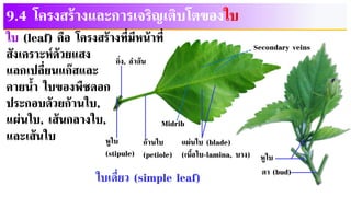 9.4 โครงสร้างและการเจริญเติบโตของใบ
ใบ (leaf) คือ โครงสร้างที่มีหน้าที่
สังเคราะห์ด้วยแสง
แลกเปลี่ยนแก๊สและ
คายน้า ใบของพืชดอก
ประกอบด้วยก้านใบ,
แผ่นใบ, เส้นกลางใบ,
และเส้นใบ
 