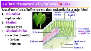 9.4 โครงสร้างและการเจริญเติบโตของใบ (ต่อ)
โครงสร้างภายในของใบตัดตามขวาง ประกอบด้วยเนื้อเยื่อ 3 กลุ่ม ได้แก่
1) เอพิเดอร์มิส
(epidermis)
2) มีโซฟิลล์
(mesophyll)
3) เนื้อเยื่อท่อลาเลียง
(vascular bundle)
- Xylem
- Phloem
Xylem
Phloem
Bundle
sheath
Epidermis
Cuticle
Mesophyll
(meso-กลาง
+ phyll-ใบ)
Epidermal
cell
Stomata
 