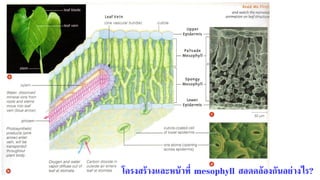 โครงสร้างและหน้าที่ mesophyll สอดคล้องกันอย่างไร?
 