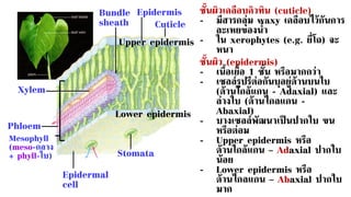 Xylem
Phloem
Bundle
sheath
Epidermis
Cuticle
Mesophyll
(meso-กลาง
+ phyll-ใบ)
Epidermal
cell
ชั้นผิวเคลือบคิวทิน (cuticle)
- มีสารกลุ่ม waxy เคลือบไว้กันการ
ละเหยของน้า
- ใน xerophytes (e.g. ยี่โถ) จะ
หนา
ชั้นผิว (epidermis)
- เนื้อเยื่อ 1 ชั้น หรือมากกว่า
- เซลล์รูปรีต่อกันบุอยู่ด้านบนใบ
(ด้านใกล้แกน - Adaxial) และ
ล่างใบ (ด้านไกลแกน -
Abaxial)
- บางเซลล์พัฒนาเป็นปากใบ ขน
หรือต่อม
- Upper epidermis หรือ
ด้านใกล้แกน – Adaxial ปากใบ
น้อย
- Lower epidermis หรือ
ด้านไกลแกน – Abaxial ปากใบ
มาก
Stomata
Upper epidermis
Lower epidermis
 