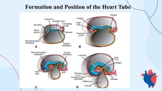 Development of Heart (Embryology) | PPTX