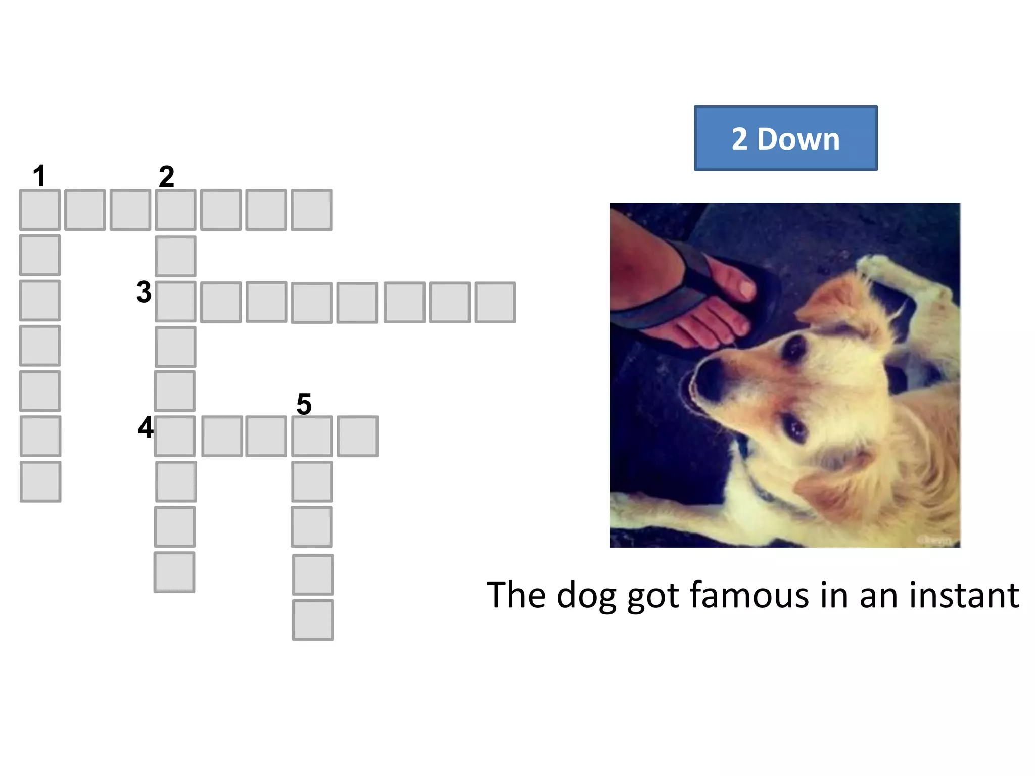 2 Down
4
5
1 2
3
The dog got famous in an instant
 