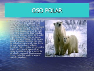 OSO POLAR Es un gran mamífero que rivaliza con su pariente, el oso Kodiak por el título de carnívoro terrestre más grande de la Tierra. Vive en el medio polar y zonas heladas. Presenta un perfil más alargado que el de otros osos y las patas más desarrolladas, tanto para caminar como para nadar largas distancias. Tiene un denso pelaje que en realidad no es blanco, sino translúcido, formado por miles de pelos huecos (que al estar llenos de aire, son un buen  aislante  térmico). Bajo el pelaje se encuentra la piel, que es negra para atraer mejor la radiación solar y aumentar así el calor corporal. Comúnmente comen elefantes marinos u otros mamíferos árticos  