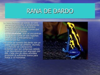 RANA DE DARDO La rana venenosa de dardo, la rana venenosa de flecha, o simplemente la rana del dardo, es el nombre común dado al grupo de ranas que pertenecen a la familia  Dendrobatidae . Sólo se encuentran este tipo de ranas en dos regiones geográficas: Centroamérica y América del Sur. Las ranas de veneno del dardo son un grupo pequeño de anfibios, diurnos, y a menudo de coloraciones brillantes que son peligrosas debido a las neurotoxinas que segregan por piel. Cada uno de estos animales producen la suficiente toxina para matar a 10 humanos. 