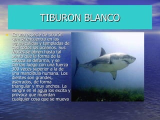 TIBURON BLANCO Es una especie de tiburón que se encuentra en las aguas cálidas y templadas de casi todos los océanos. Sus fauces se abren hasta tal punto que la forma de la cabeza se deforma, y se cierran luego con una fuerza 300 veces superior a la de una mandíbula humana. Los dientes son grandes, aserrados, de forma triangular y muy anchos. La sangre en el  agua  los excita y provoca que muerdan cualquier cosa que se mueva  