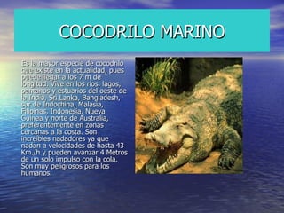 COCODRILO MARINO Es la mayor especie de cocodrilo que existe en la actualidad, pues puede llegar a los 7 m de longitud. Vive en los ríos, lagos, pantanos y estuarios del oeste de la India,  Sri Lanka , Bangladesh, sur de Indochina, Malasia, Filipinas, Indonesia, Nueva Guinea y norte de Australia, preferentemente en zonas cercanas a la costa. Son increíbles nadadores ya que nadan a velocidades de hasta 43 Km./h y pueden avanzar 4 Metros de un solo impulso con la cola. Son muy peligrosos para los humanos.  
