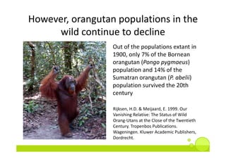 However, orangutan populations in the 
      wild continue to decline
                  Out of the populations extant in 
...