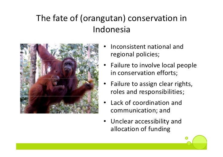 The Fate Of Orangutan Conservation In Indonesia And The Fate Of Orangutan Conservation In Indonesia And