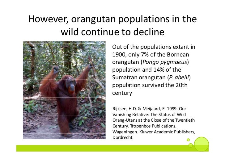 The Fate Of Orangutan Conservation In Indonesia And